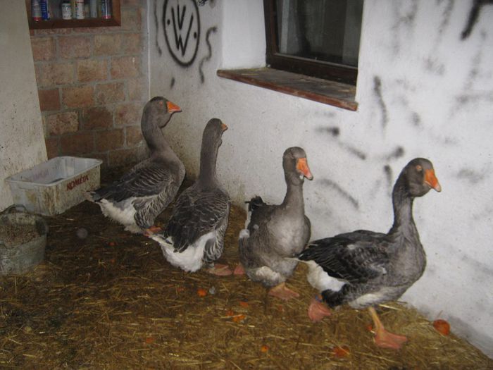 8 feb-targ de pasari iepuri Wels - 7-anunt important