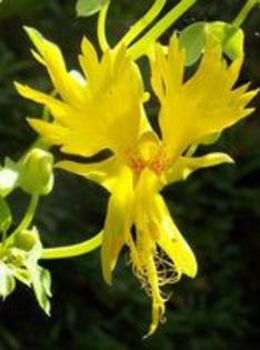 Tropaeolum peregrinum - Wish-list 2014