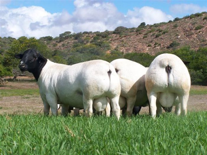 de vanzare Lisca George