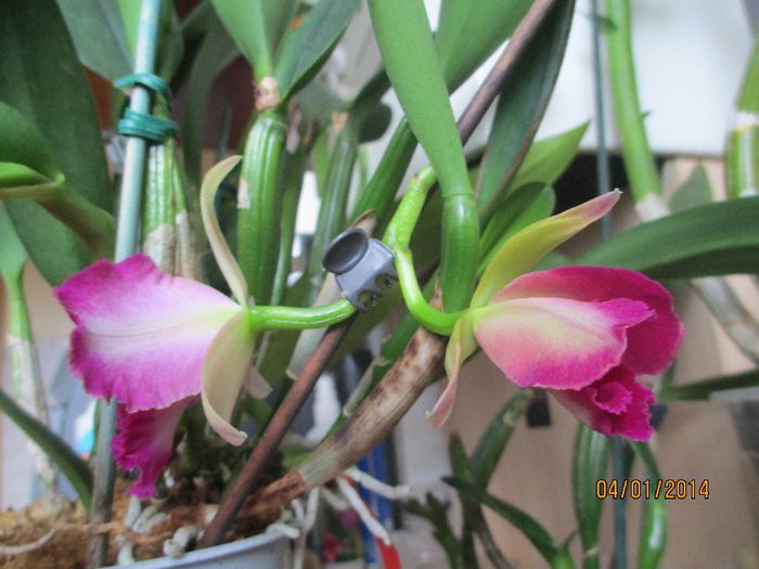 cattleya galben cu mov - catt 2014