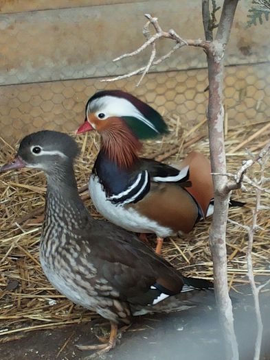 20140104_143708 - Aix galericulata - rata mandarin