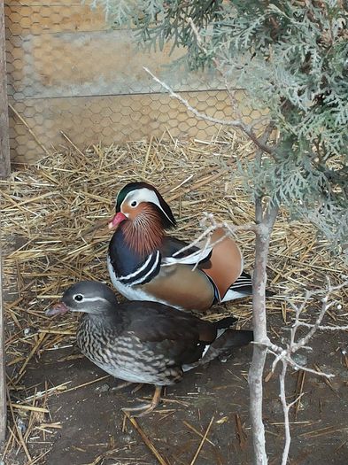 20140104_144419 - Aix galericulata - rata mandarin