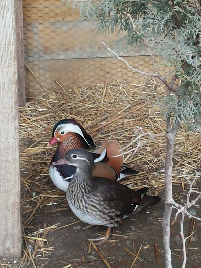 20140104_144430 - Aix galericulata - rata mandarin