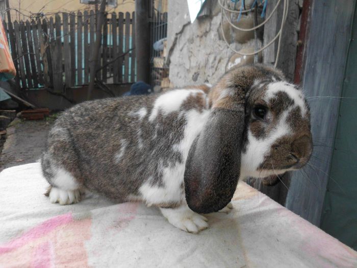 Mascul BERBEC GERMAN