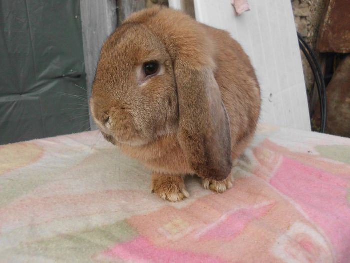 FEMELA BERBEC GERMAN