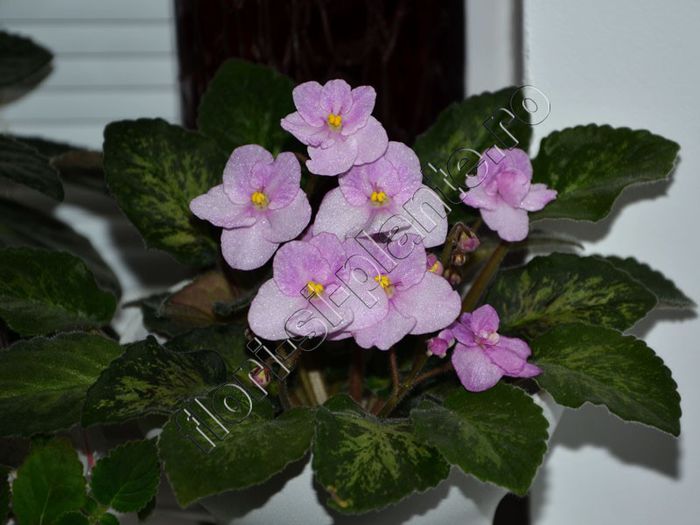 Saintpaulia Genetic Blush - VIOLETE AFRICANE - Saintpaulia - II