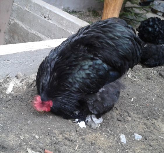 2013-12-16 15.34.10 - Tineret 2013