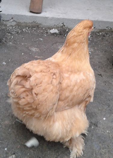 2013-12-16 15.36.49 - Tineret 2013