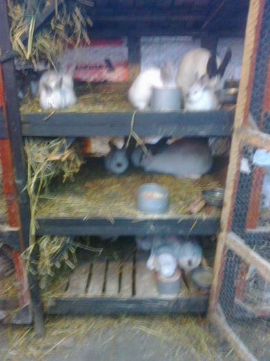 Fotografie0187 - Custile