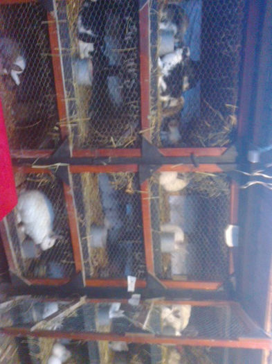 Fotografie0322 - Custile