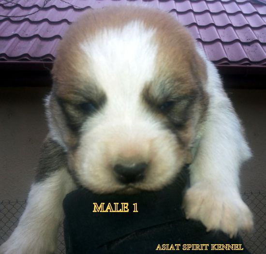 13 days old / 13 zile