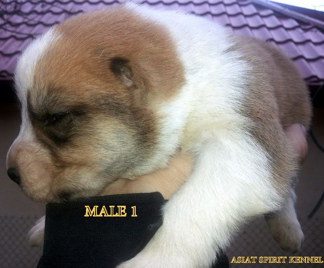 13 days old / 13 zile