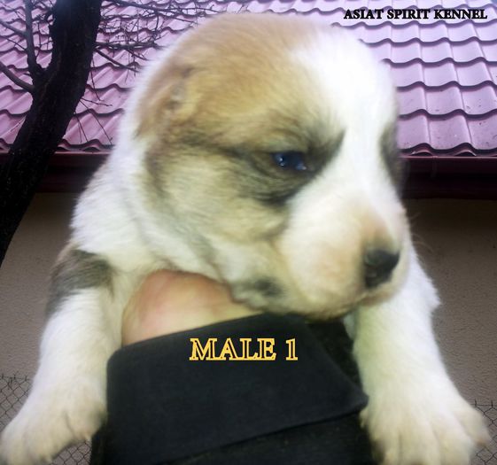 13 days old / 13 zile