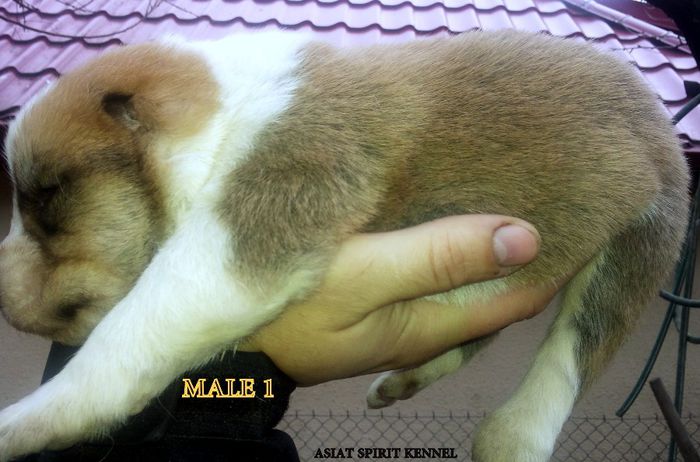 13 days old / 13 zile