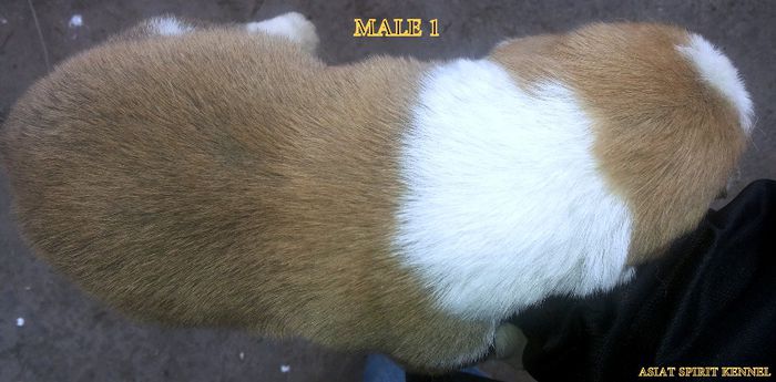 13 days old / 13 zile