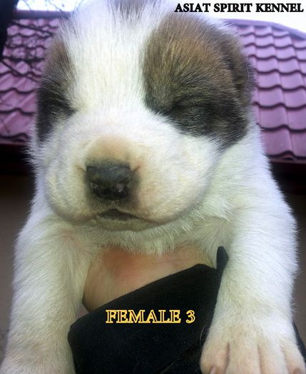 13 days old / 13 zile