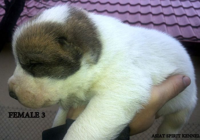 13 days old / 13 zile