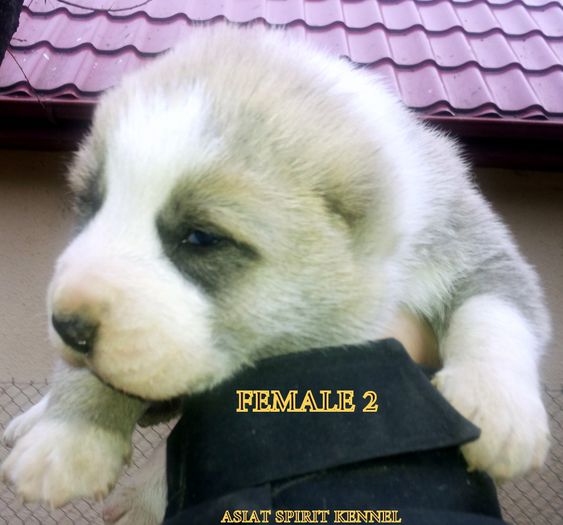 13 days old / 13 zile