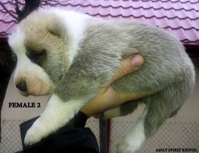 13 days old / 13 zile