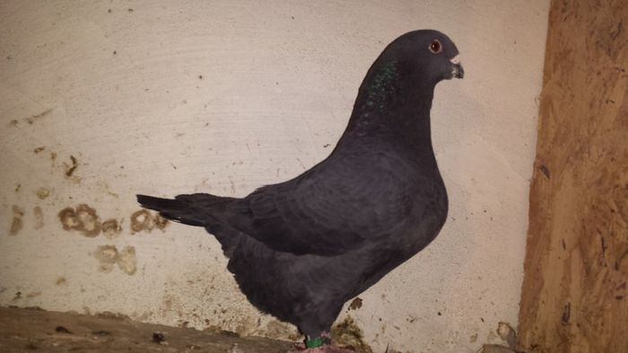 M 2013 de vinzare 130 ron - Standard American