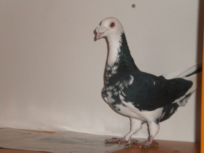 DSCN6289 - porumbei voiajori de ornament arhiva