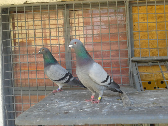 MARM.2170080-12 & V.896551-08