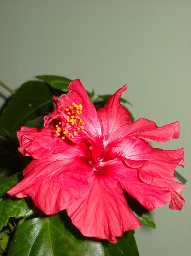 4 IAnuarie - HIBISCUS- 2014