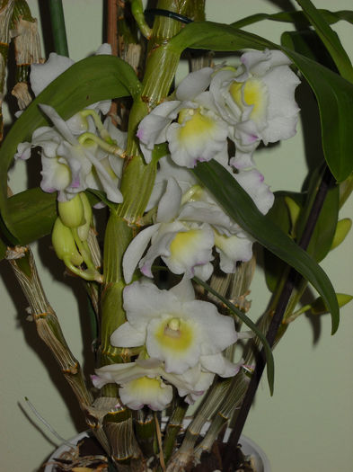 Dendrobium -4 .01.014 - Orhideea 2014-2018