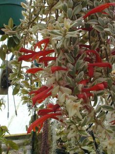 Columnea Frosty Hills