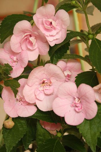 Double-Pink-Rose GASIT