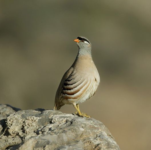 griseogularis1 - POTARNICHI DE NISIP