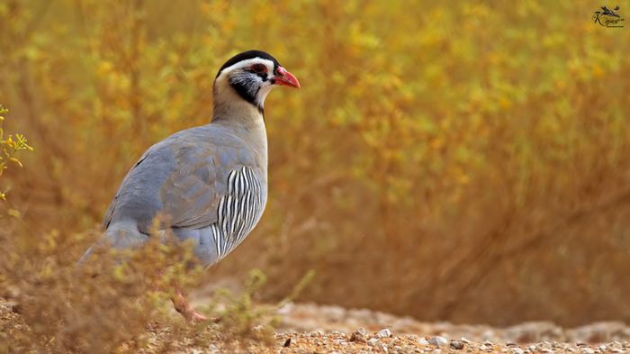 010 - POTARNICHI ARABESTI