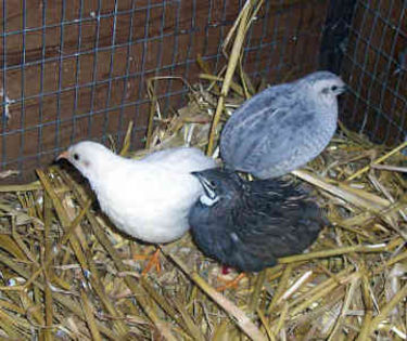 button-quail-0005 - 8 vanzari prepelite