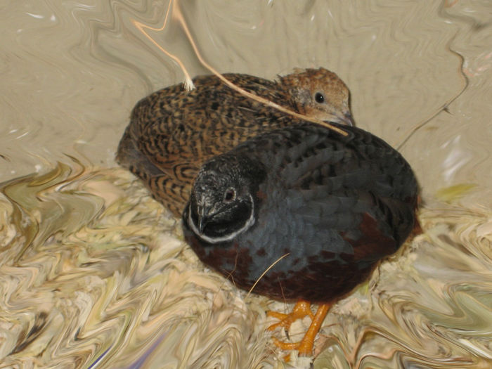 liquified quail