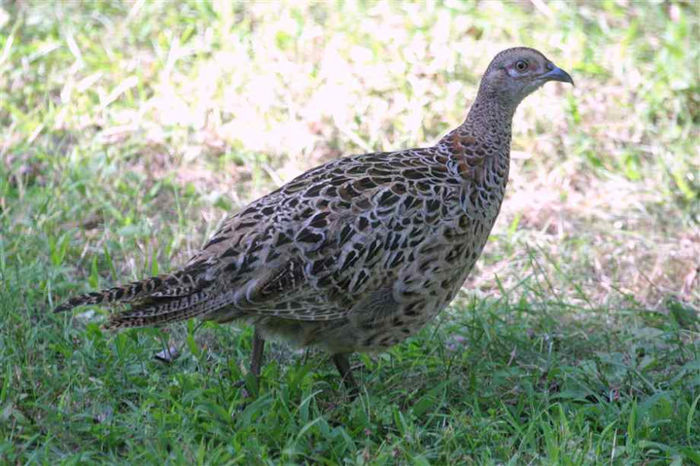 baby-pheasant - 8 vanzari fazani