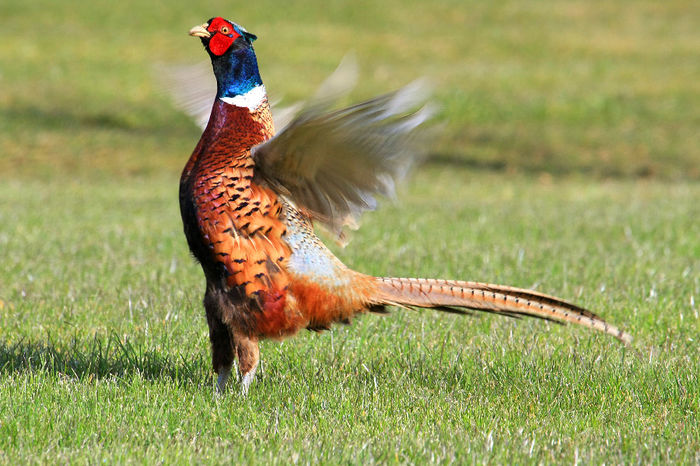 Flapping pheasant