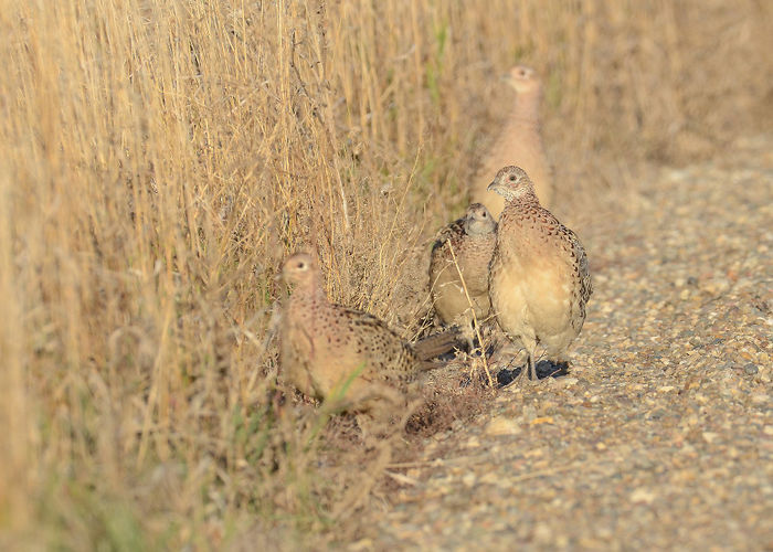 roadside-pheasants - 8 vanzari fazani