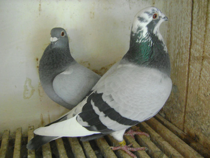 Balt.514021-06 & V.568343-05; Parintii:V.740018-07 #LOC. 03 AS-2009
