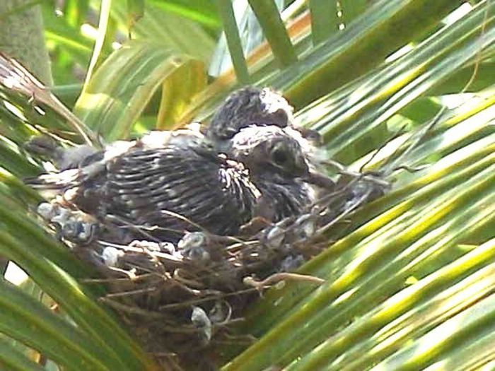 10b_05 peaceful dove babies jaquii