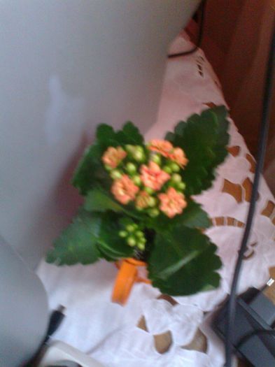 Fotografie0199[1] - kalanchoe