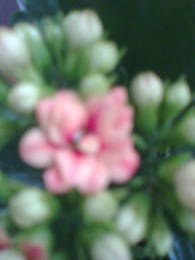 Fotografie0194[1] - kalanchoe