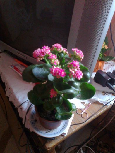 Fotografie0201[1] - kalanchoe