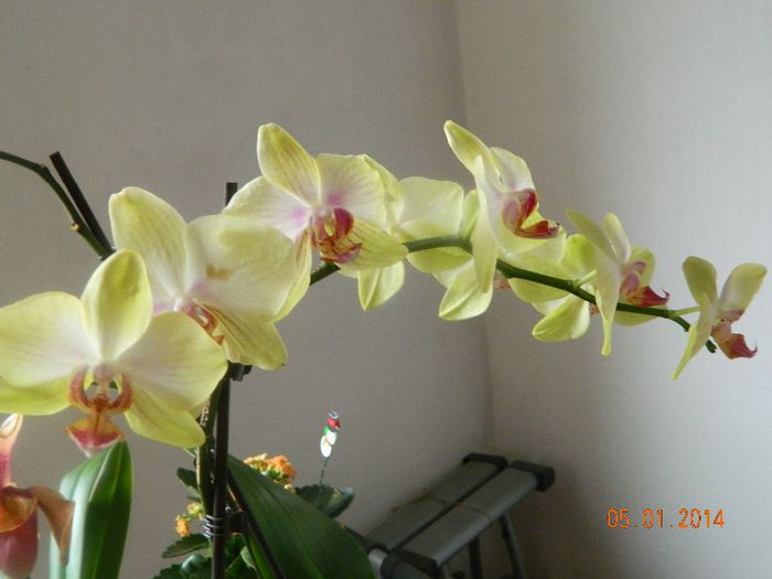 3 orhidee