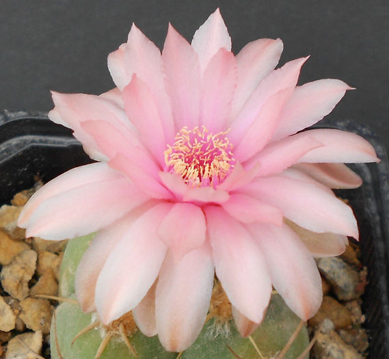 gymnocalycium horstii - b-cactusi infloriti