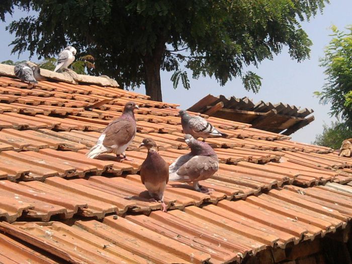 porumbei (272) - voiajori
