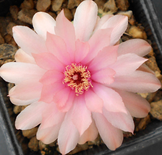 gymnocalycium horstii - b-cactusi infloriti