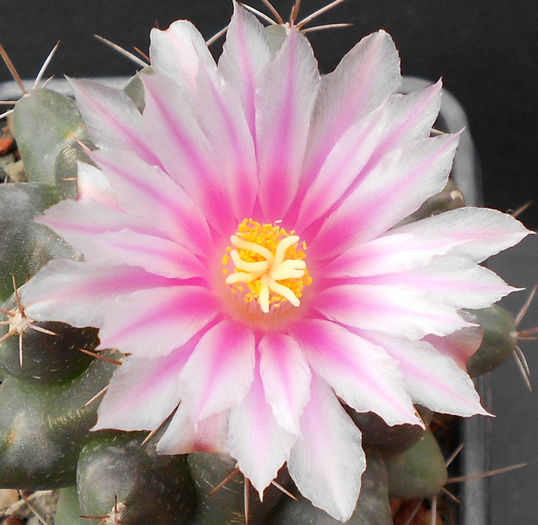 thelocactus bueckii - b-cactusi infloriti