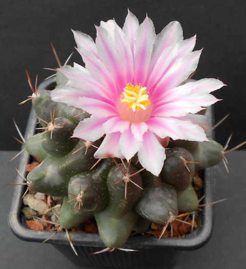 thelocactus bueckii