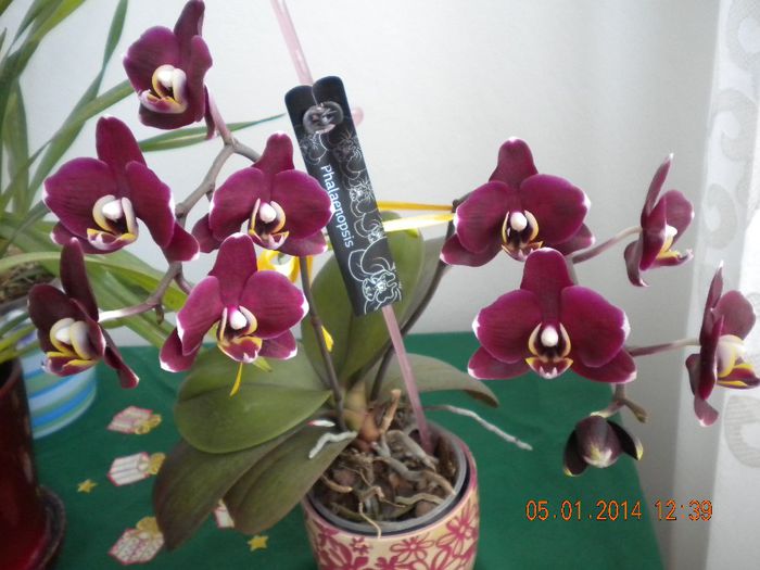  - orhidee 2014