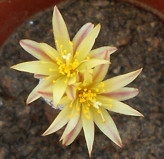 turbinicarpus krainzianus v minimus